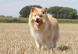 CHIEN FINNOIS DE LAPONIE 705